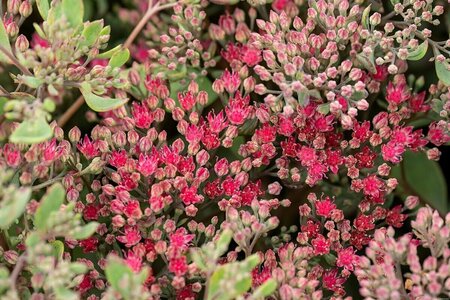 Sedum 'Vera Jameson' P9 - afbeelding 2