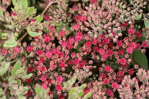 Sedum 'Vera Jameson' P9 - afbeelding 2