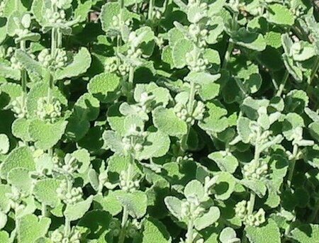 Ballota pseudodictamnus P9 - afbeelding 2