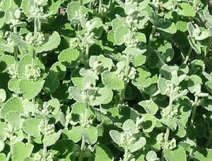 Ballota pseudodictamnus P9 - afbeelding 2