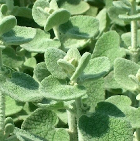 Ballota pseudodictamnus P9 - afbeelding 3