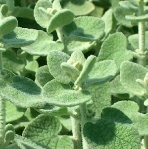 Ballota pseudodictamnus P9 - afbeelding 3