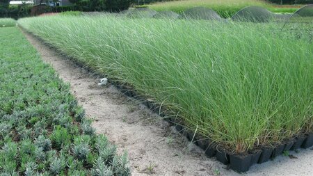 Ammophila arenaria C2 - afbeelding 3