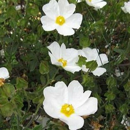 Cistus obtusifolius P9