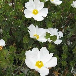 Cistus obtusifolius P9