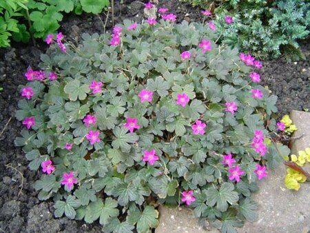 Geranium 'Tanya Rendall' P9 - afbeelding 1