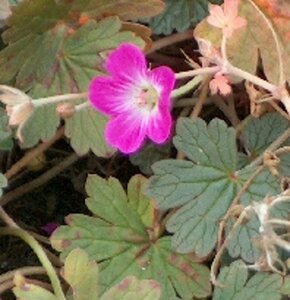 Geranium 'Tanya Rendall' P9 - afbeelding 3