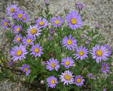 Aster amellus 'Breslau' P9 - afbeelding 1
