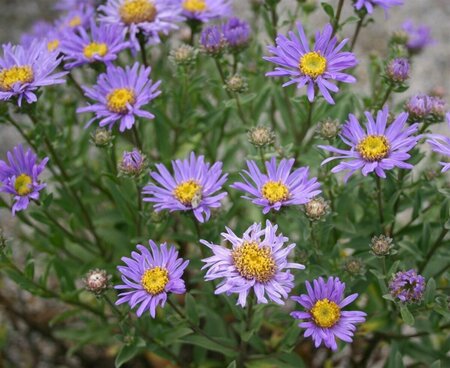 Aster amellus 'Breslau' P9 - afbeelding 2