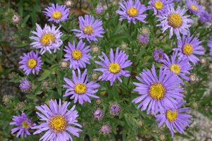 Aster amellus 'Breslau' P9 - afbeelding 3