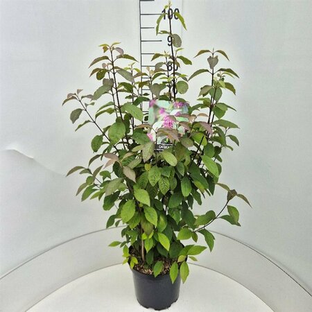 Callicarpa bodinieri 'Profusion' 150/175 C. - afbeelding 4