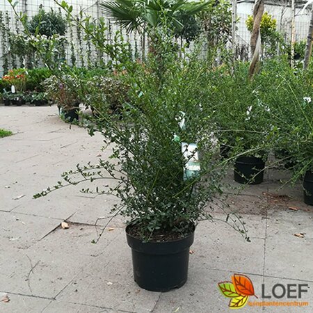 Ceanothus thyrs. 'Millerton Point' 40/50 C. - afbeelding 2