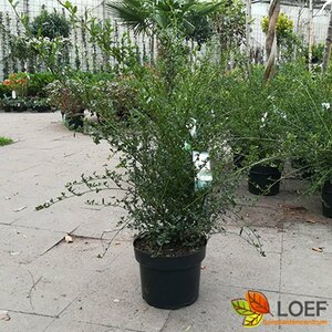 Ceanothus thyrs. 'Millerton Point' 40/50 C. - afbeelding 2