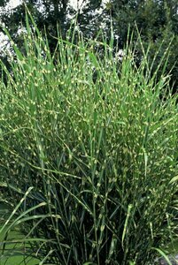 Miscanthus sinensis 'Strictus' C5 - afbeelding 2