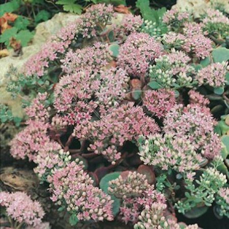Sedum sieboldii P9 - afbeelding 2