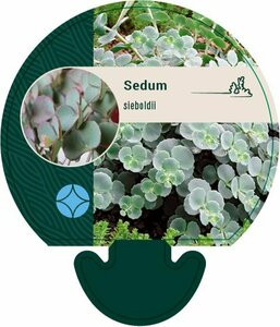 Sedum sieboldii P9 - afbeelding 5