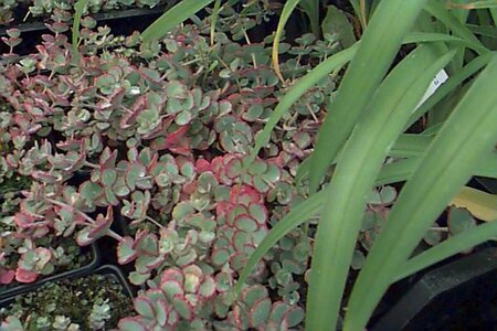 Sedum sieboldii P9 - afbeelding 1