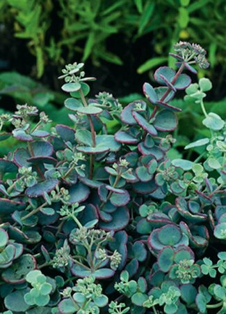 Sedum sieboldii P9 - afbeelding 3