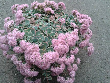 Sedum sieboldii P9 - afbeelding 4