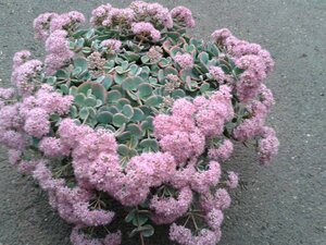Sedum sieboldii P9 - afbeelding 4