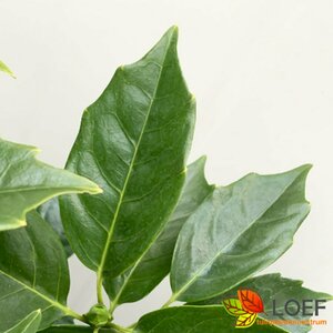 Aucuba japonica 'Rozannie' 50/60 C. 