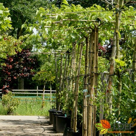 Morus alba 'Fruitless' ST. 225 12-14 C. Dak