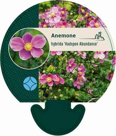 Anemone hybrida 'Hadspen Abundance' C2 - afbeelding 6