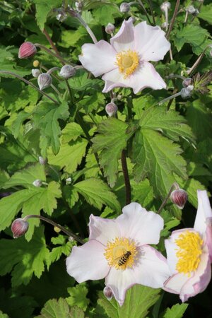 Anemone hybrida 'Hadspen Abundance' C2 - afbeelding 5