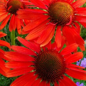 Echinacea purpurea 'Hot Lava' P9 - afbeelding 2