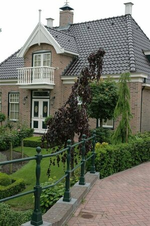 Fagus syl. 'Purple Fountain' 6-8 C. Geveerd - afbeelding 2