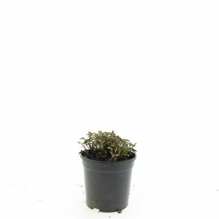 Potentilla tridentata 'Nuuk' P9 - afbeelding 5