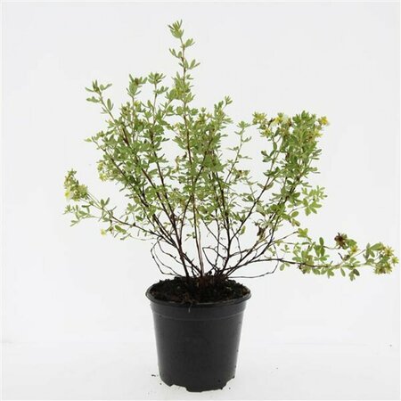 Potentilla tridentata 'Nuuk' P9 - afbeelding 4