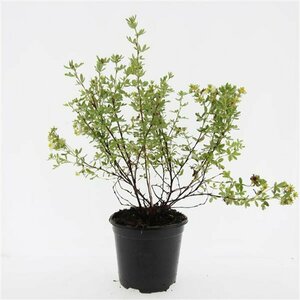 Potentilla tridentata 'Nuuk' P9 - afbeelding 4