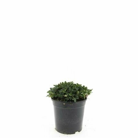 Potentilla tridentata 'Nuuk' P9 - afbeelding 3