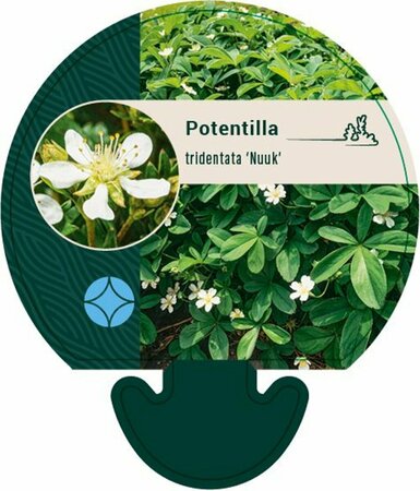 Potentilla tridentata 'Nuuk' P9 - afbeelding 11