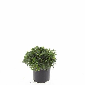 Potentilla tridentata 'Nuuk' P9 - afbeelding 12