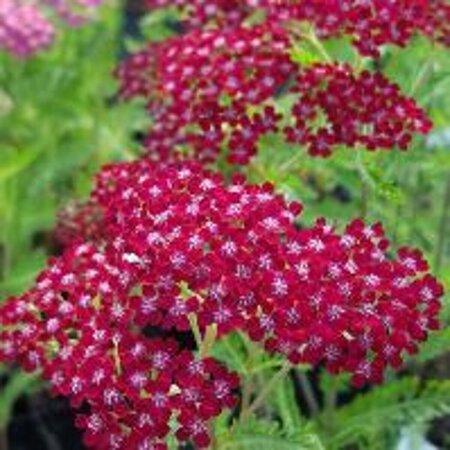 Achillea m. 'Summerwine' C2