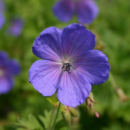 Geranium 'Havana Blues' P9 - afbeelding 1