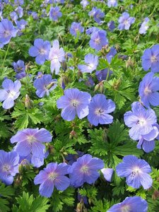 Geranium 'Havana Blues' P9 - afbeelding 2