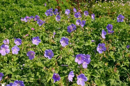 Geranium 'Havana Blues' P9 - afbeelding 3