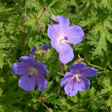 Geranium 'Havana Blues' P9 - afbeelding 4