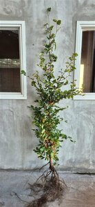 Fagus sylvatica 12-14 C. - afbeelding 5