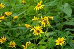 Heliopsis helianthoides 'Bleeding Hearts' P9