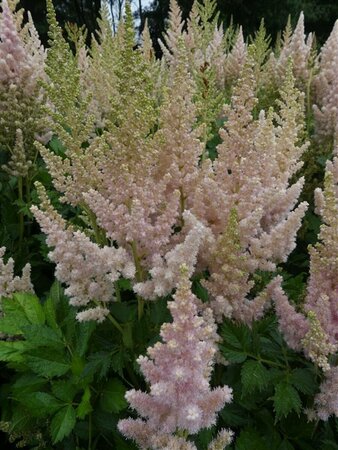 Astilbe chinensis  'Vision Inferno' P9
