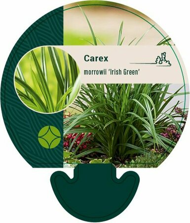 Carex morrowii 'Irish Green' C5 - afbeelding 8