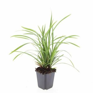 Carex morrowii 'Irish Green' C5 - afbeelding 6