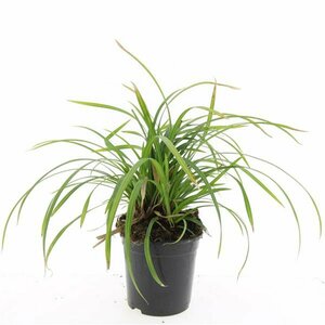 Carex morrowii 'Irish Green' C5 - afbeelding 2