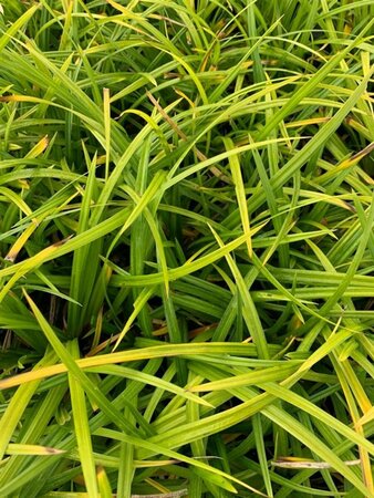 Carex morrowii 'Irish Green' C5 - afbeelding 5
