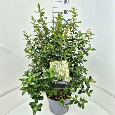 Escallonia 'Iveyi' 30/40 C.