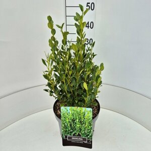 Griselinia littor. Green Horizon 50/60 C. 